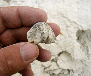 Enteletes lamarckii Fischer 1830