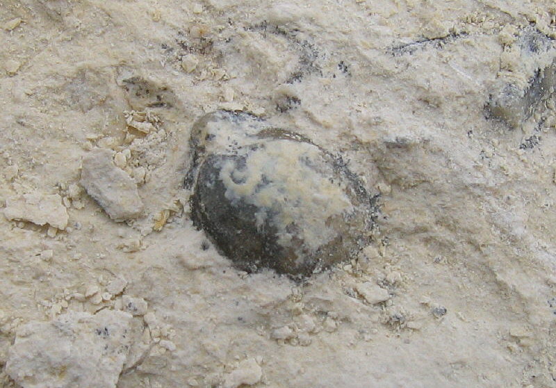 Composita humerosa Ivanov