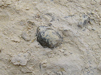 Composita humerosa Ivanov