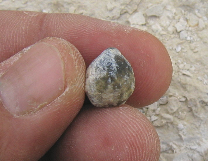 Composita humerosa Ivanov