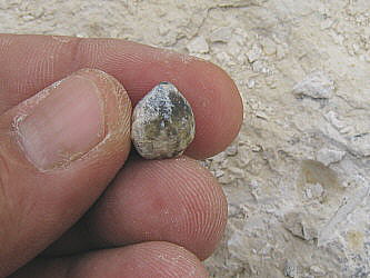 Composita humerosa Ivanov