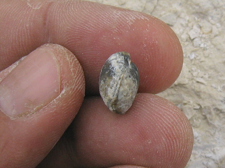 Composita humerosa Ivanov