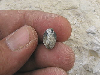 Composita humerosa Ivanov