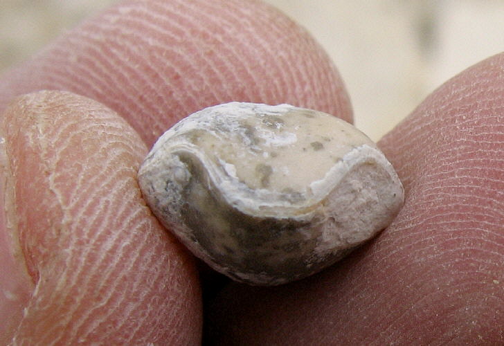 Composita humerosa Ivanov