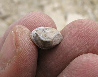 Composita humerosa Ivanov