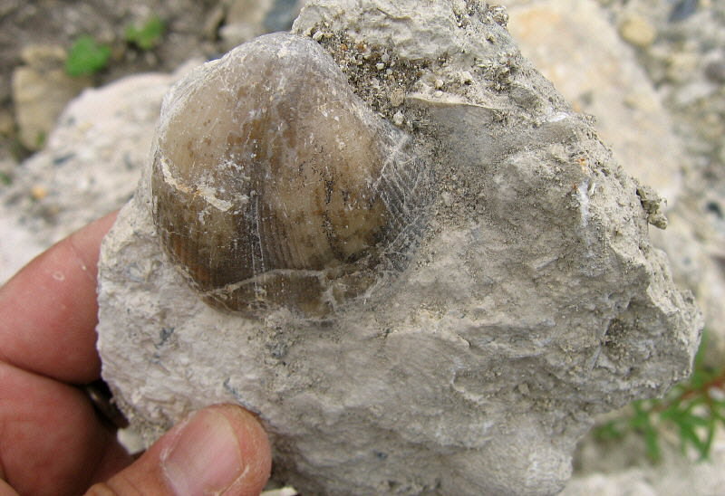Choristites sowerbyi Fischer 1809