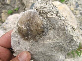 Choristites sowerbyi Fischer 1809