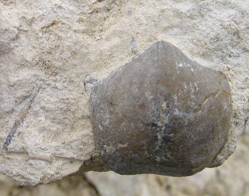 Choristites sowerbyi Fischer 1809