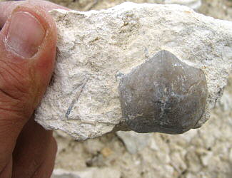 Choristites sowerbyi Fischer 1809