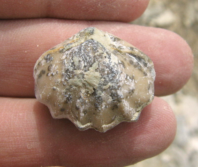 Enteletes lamarckii Fischer 1830