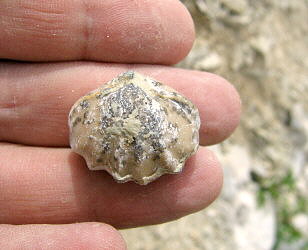 Enteletes lamarckii Fischer 1830