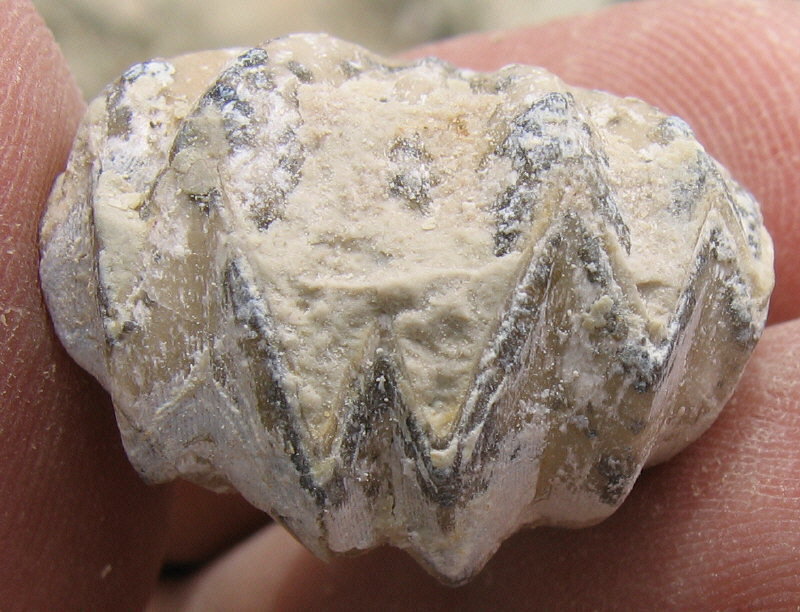 Enteletes lamarckii Fischer 1830