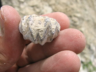 Enteletes lamarckii Fischer 1830