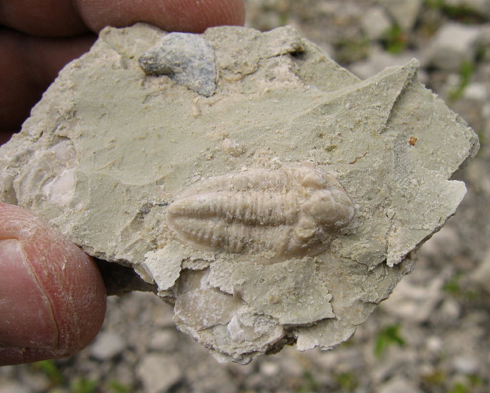 Pseudophillipsia (Carniphillipsia) sp.