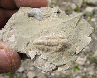 Pseudophillipsia (Carniphillipsia) sp.