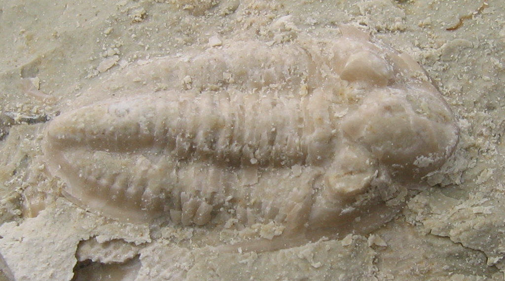 Pseudophillipsia (Carniphillipsia) sp.