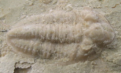 Pseudophillipsia (Carniphillipsia) sp.