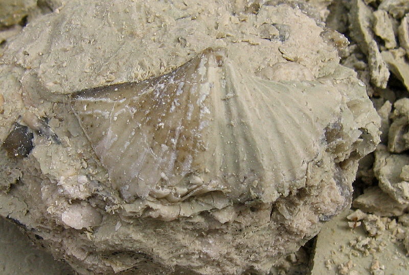 Brachythyrina kleini Fischer