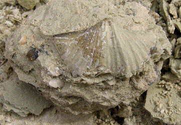 Brachythyrina kleini Fischer