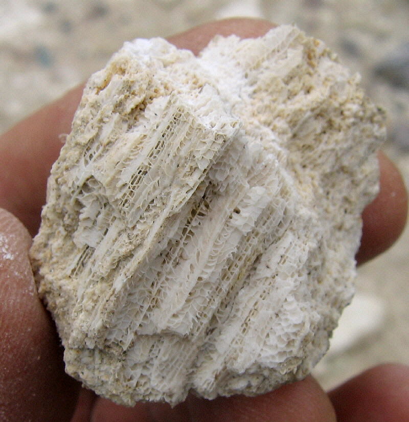 Petalaxis stylaxis Trautschold