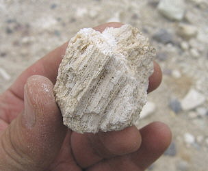 Petalaxis stylaxis Trautschold