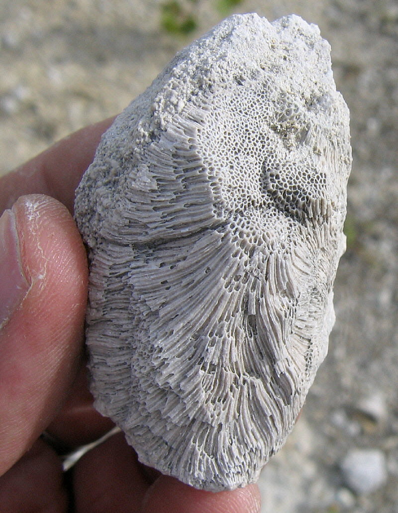 Chaetetes radians Fischer