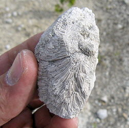 Chaetetes radians Fischer