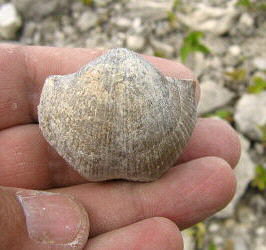 Choristites sowerbyi Fischer 1809