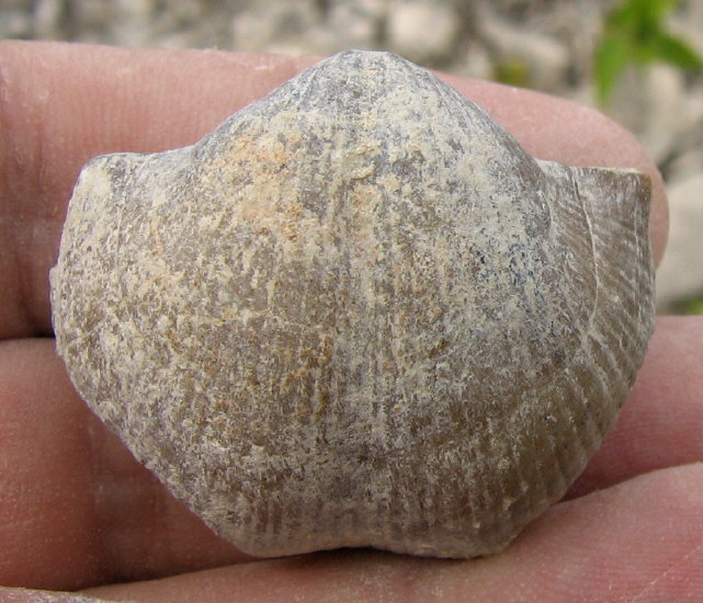 Choristites sowerbyi Fischer 1809