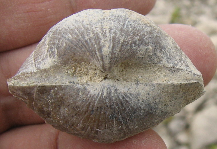 Choristites sowerbyi Fischer 1809