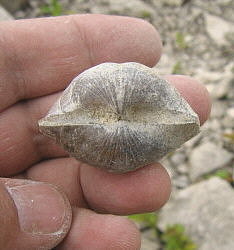 Choristites sowerbyi Fischer 1809