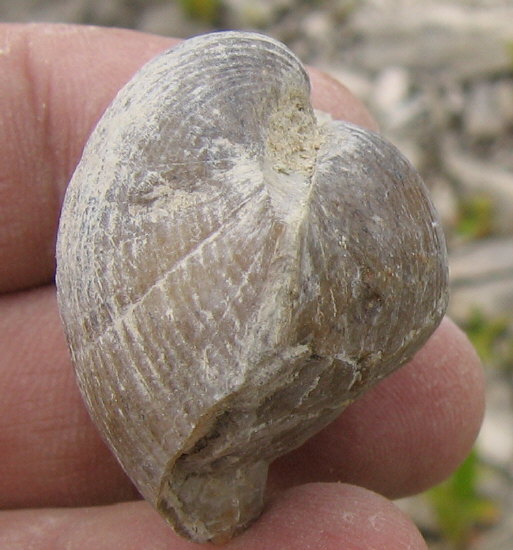 Choristites sowerbyi Fischer 1809