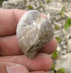 Choristites sowerbyi Fischer 1809