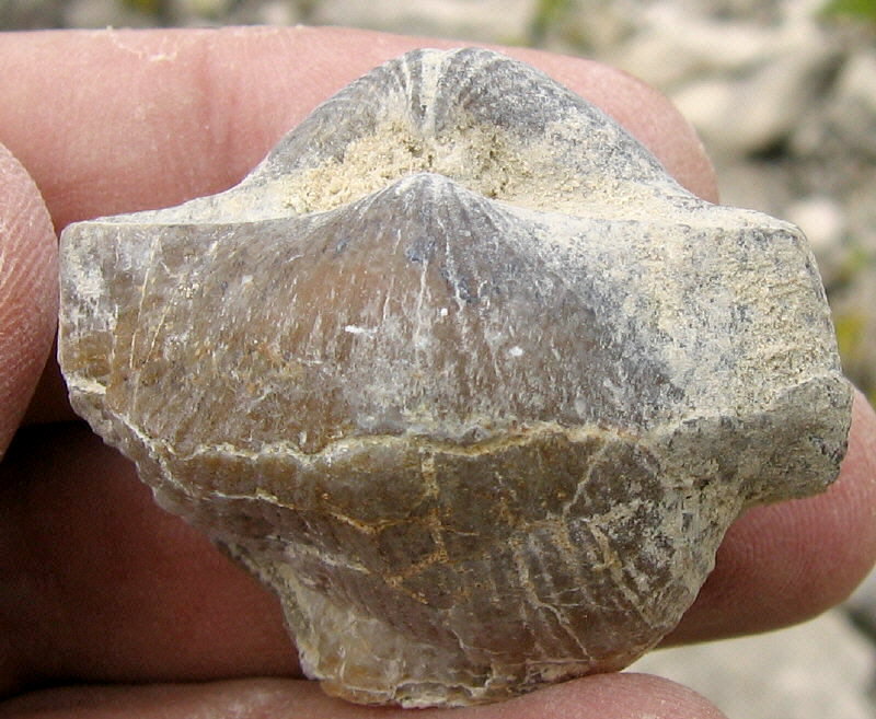 Choristites sowerbyi Fischer 1809