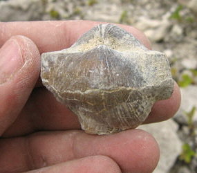 Choristites sowerbyi Fischer 1809