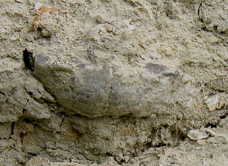 Alphachoristites trautscholdi Stuckenberg