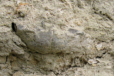 Alphachoristites trautscholdi Stuckenberg