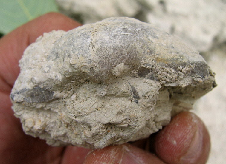 Alphachoristites trautscholdi Stuckenberg