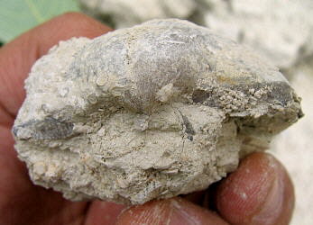 Alphachoristites trautscholdi Stuckenberg