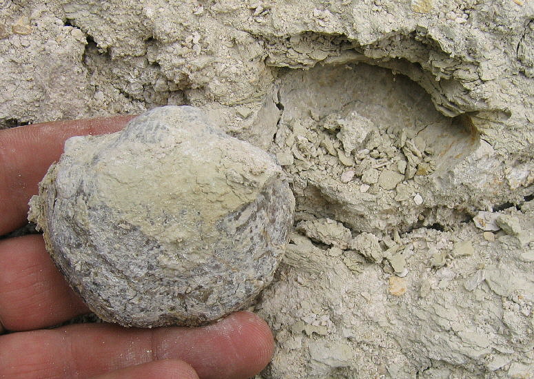 Alphachoristites trautscholdi Stuckenberg