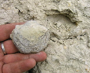 Alphachoristites trautscholdi Stuckenberg