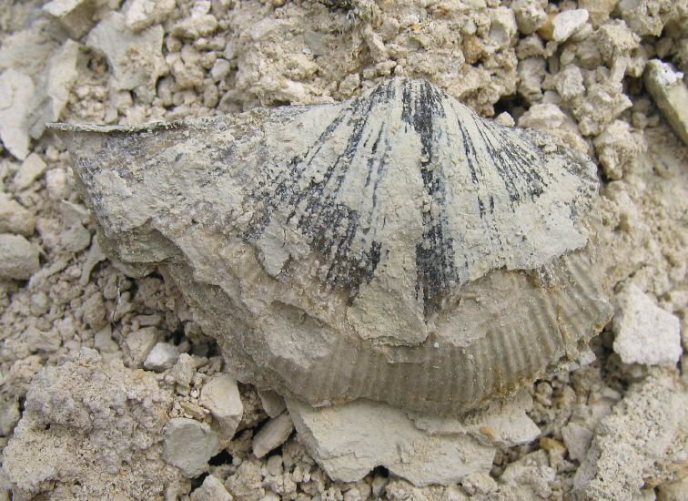 Neospirifer tegulatus Trautschold 1876