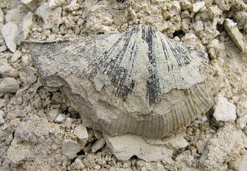 Neospirifer tegulatus Trautschold 1876