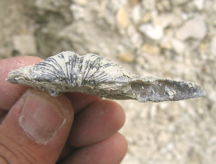 Neospirifer tegulatus Trautschold 1876