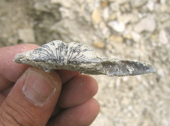 Neospirifer tegulatus Trautschold 1876