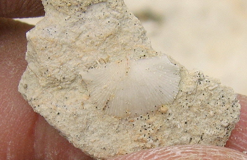 Neochonetes carboniferus Keyserling