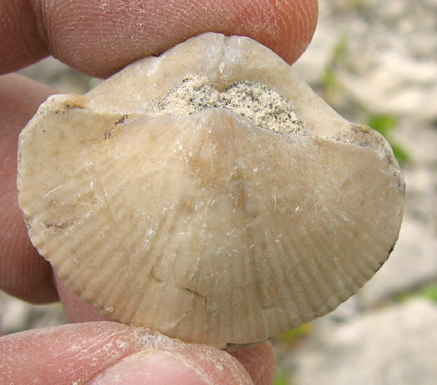 Choristites sowerbyi Fischer 1809