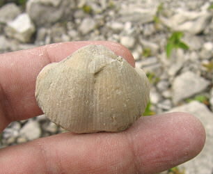 Choristites sowerbyi Fischer 1809