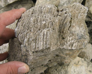 Petalaxis stylaxis�Trautschold