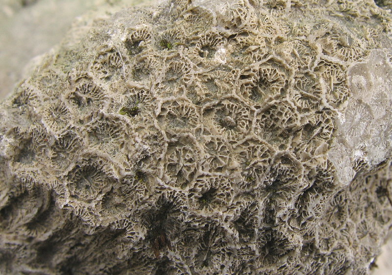 Petalaxis stylaxis�Trautschold